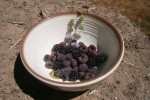 Blackberries and thimble berries